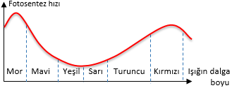 Işığın Dalga Boyunun Fotosentez Hızına etkisi